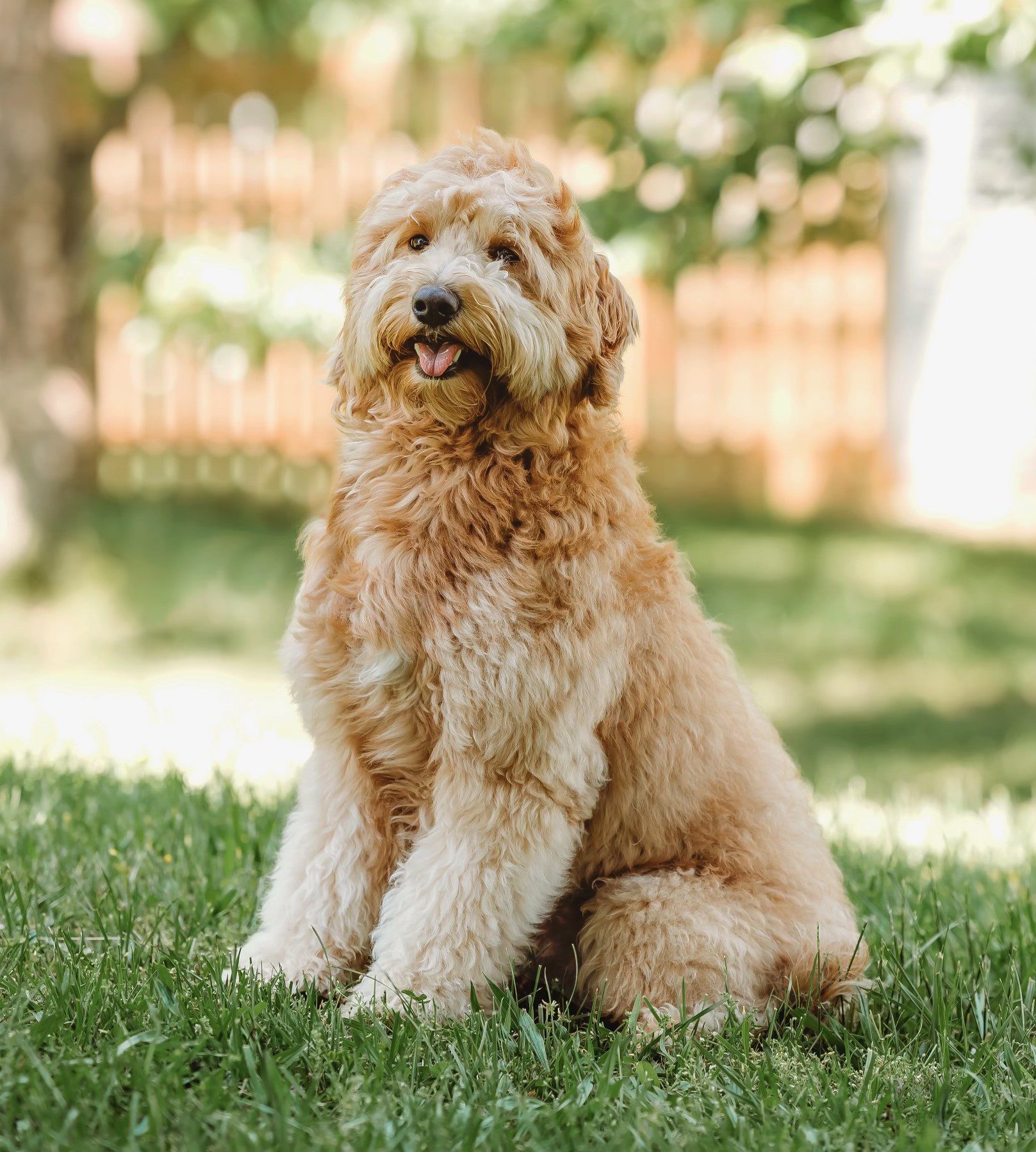 The Sire - Odin The Sire - Odin